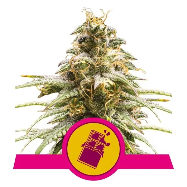 Chocolate Haze Fem