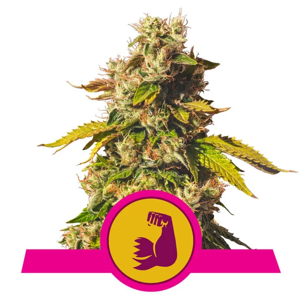 HulkBerry USA Premium Fem