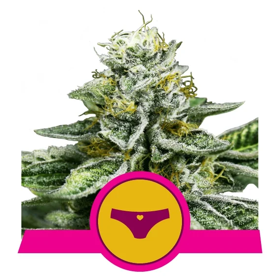 Sherbet Queen USA Premium Fem