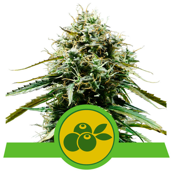 Haze Berry Auto