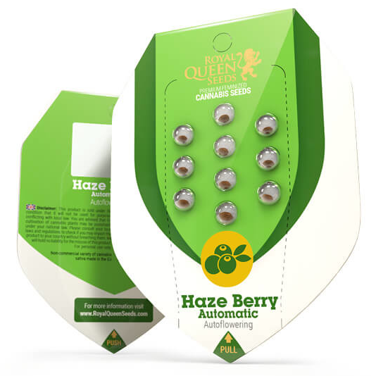 Haze Berry Auto