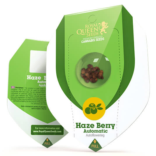 Haze Berry Auto