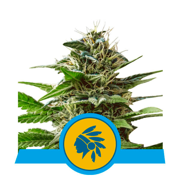 Tatanka Pure CBD Fem