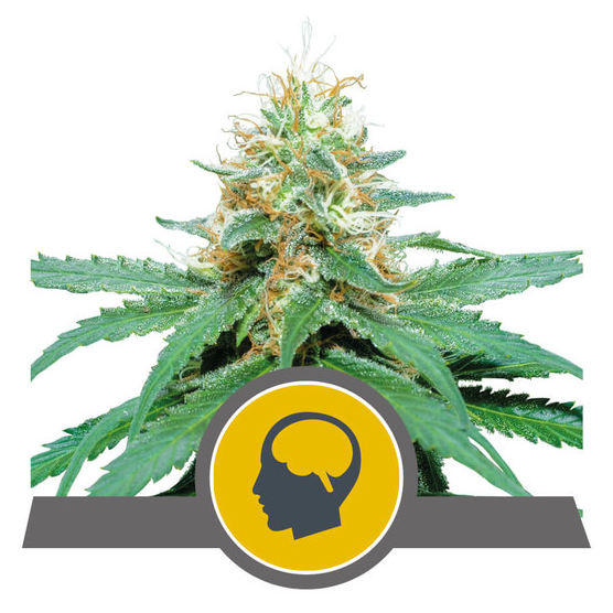 Amnesia Haze Reg