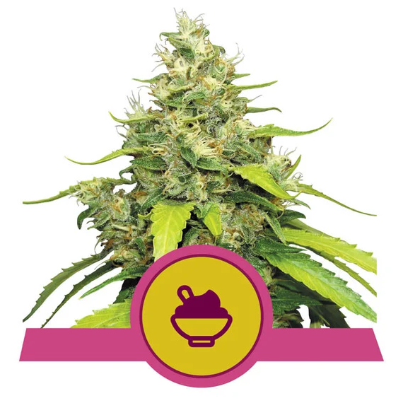Blue Gelato USA Premium Fem