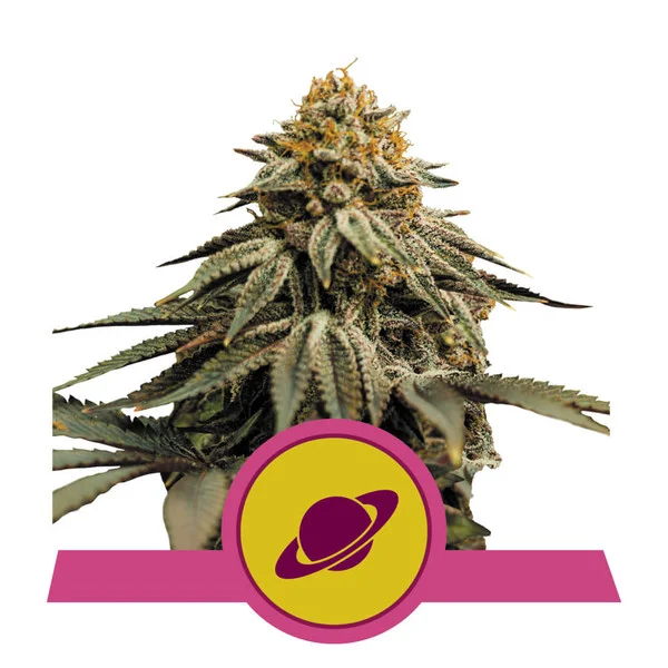 Royal Skywalker USA Premium Fem