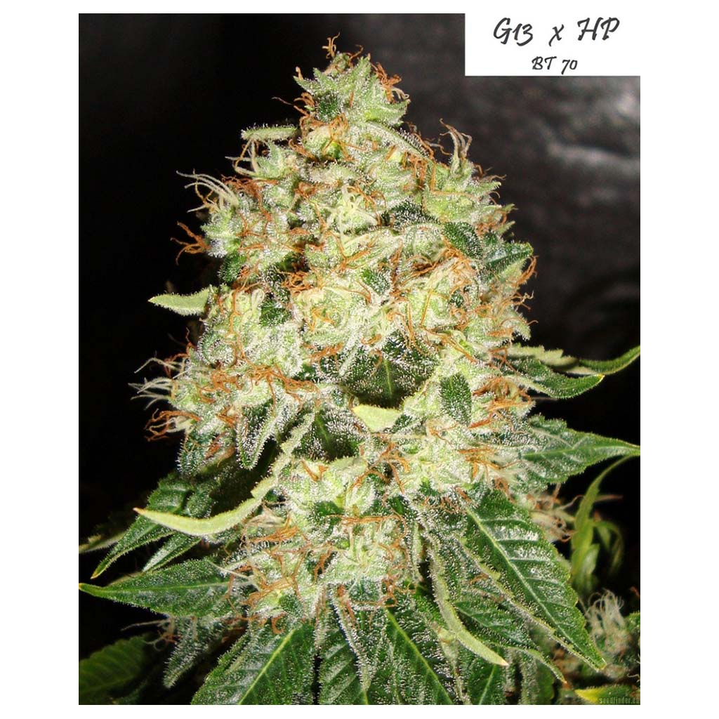 Mr. Nice G13 X Hash Plant 10Und Reg.