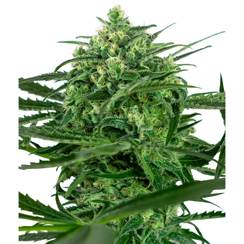 Sensi Amnesia Fem