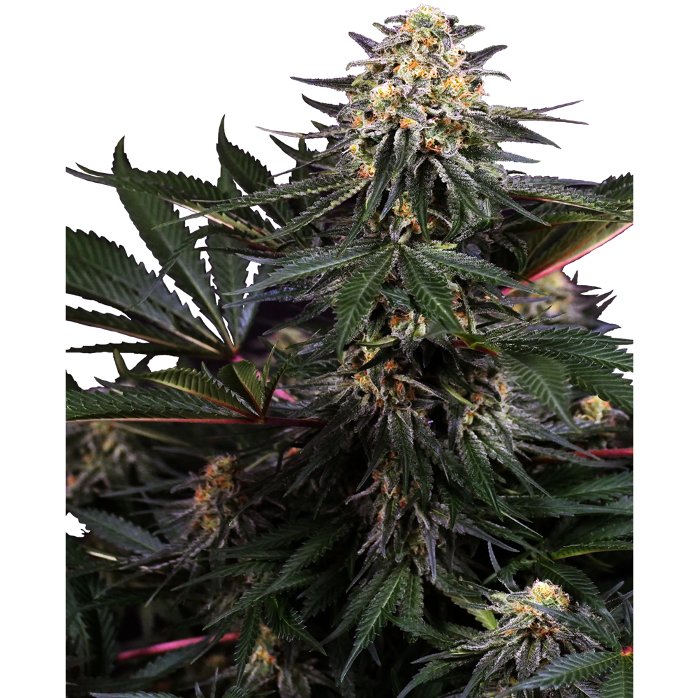 Lockdown Kush Fem