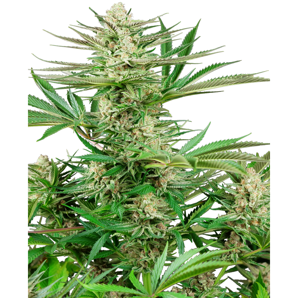 Malibu Gold OG Fem