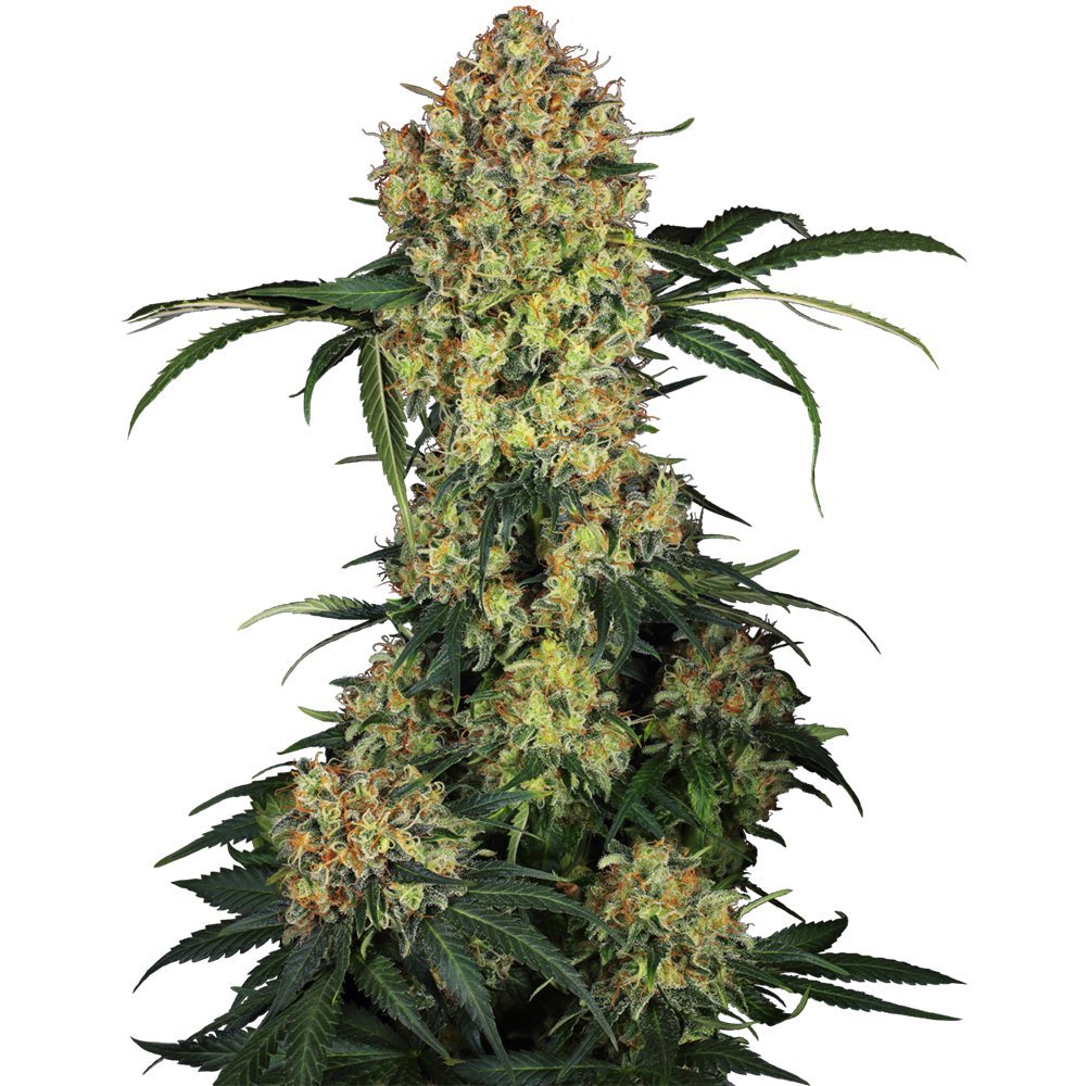 Aloha OG Fem