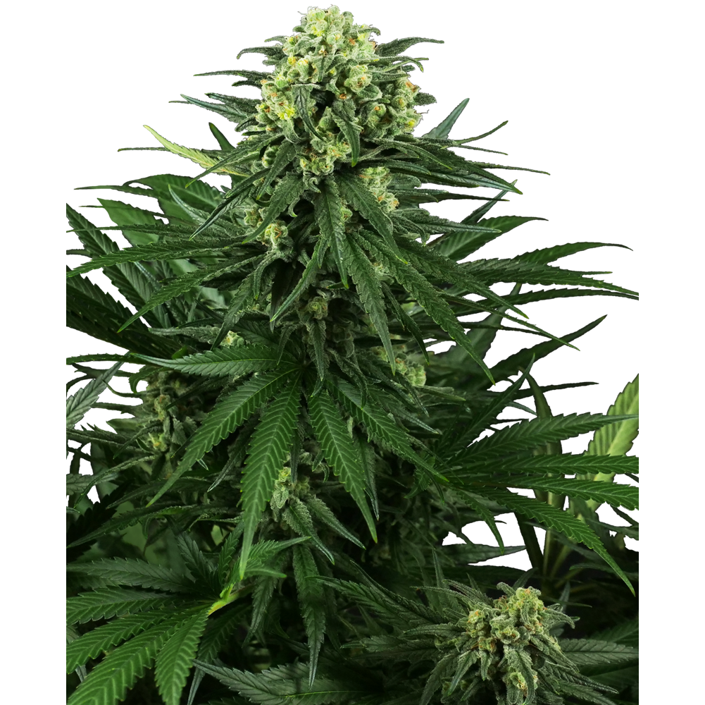 Honey Melon Kush Fem