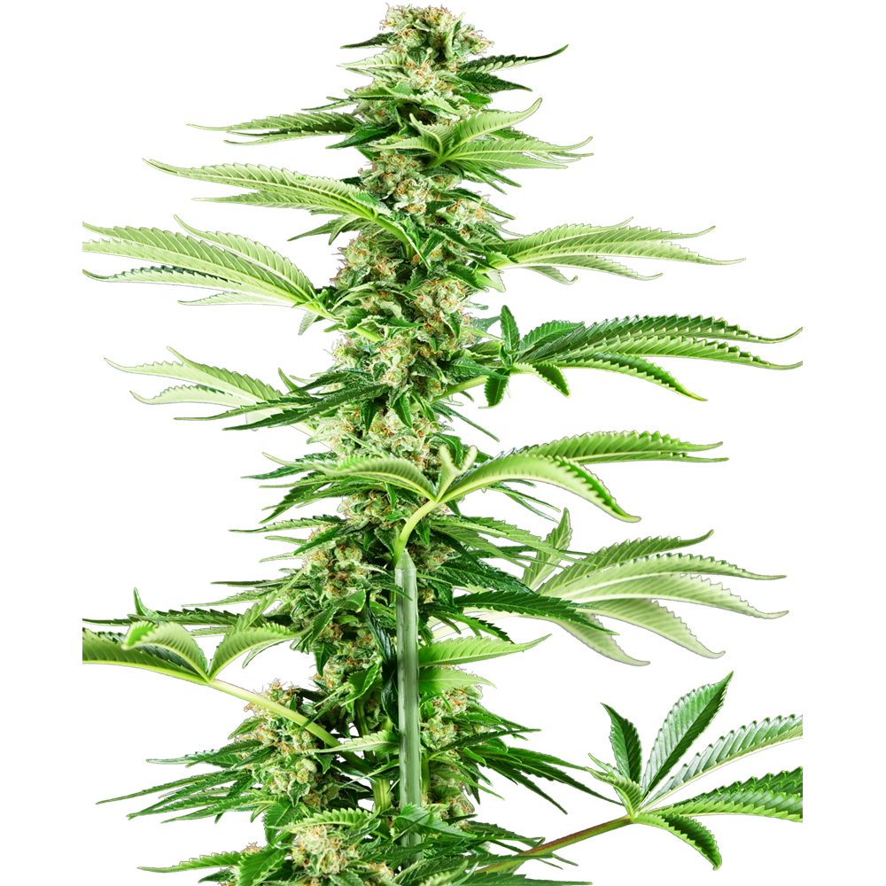 Honey Melon Haze Fem