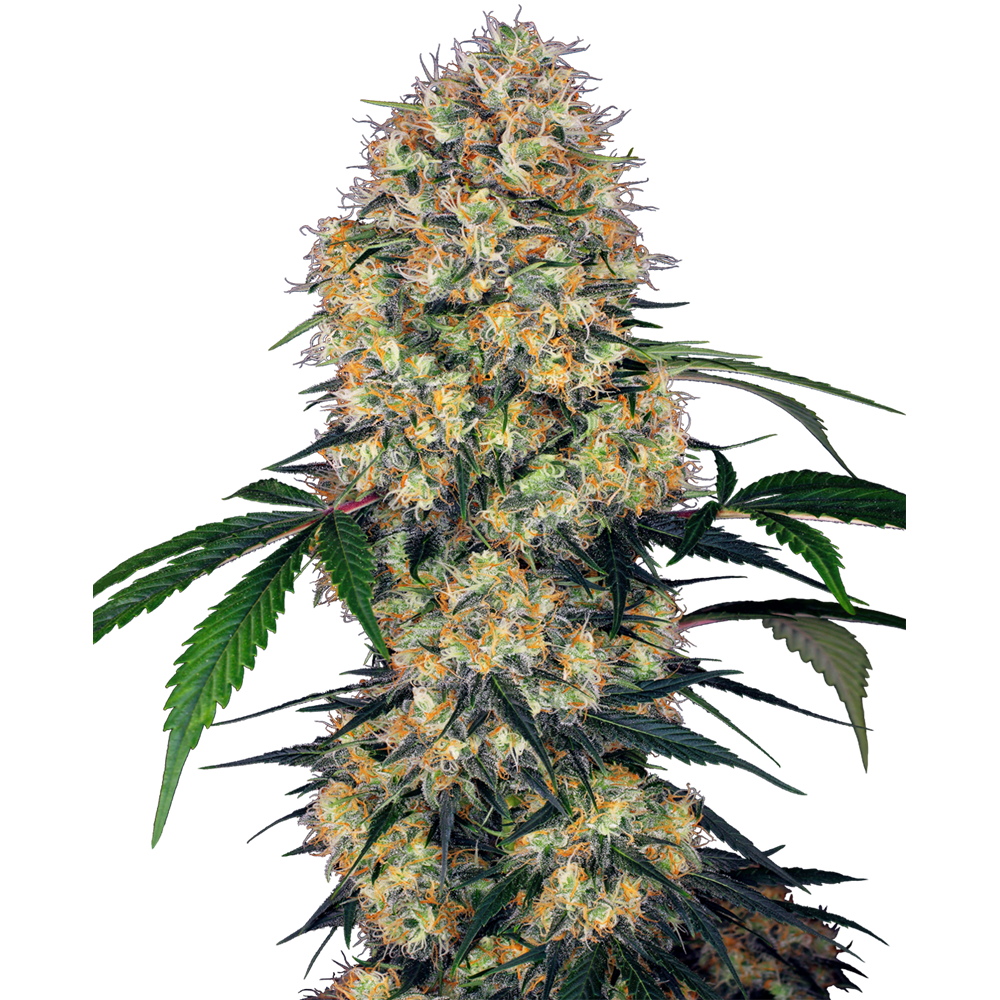 Sensi Amnesia XXL Auto 