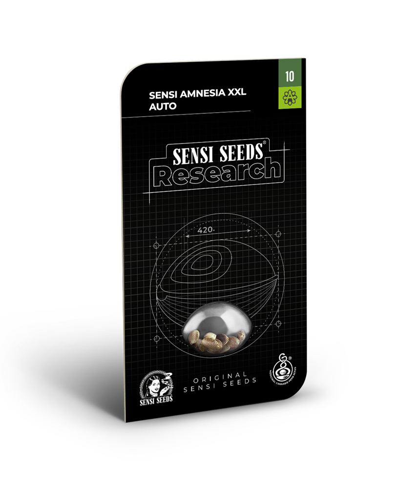 Sensi Amnesia XXL Auto 