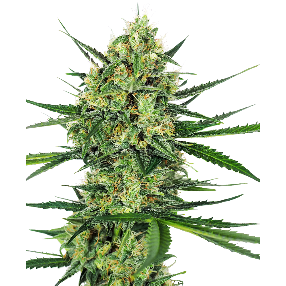 Tangerine Sugar Fem