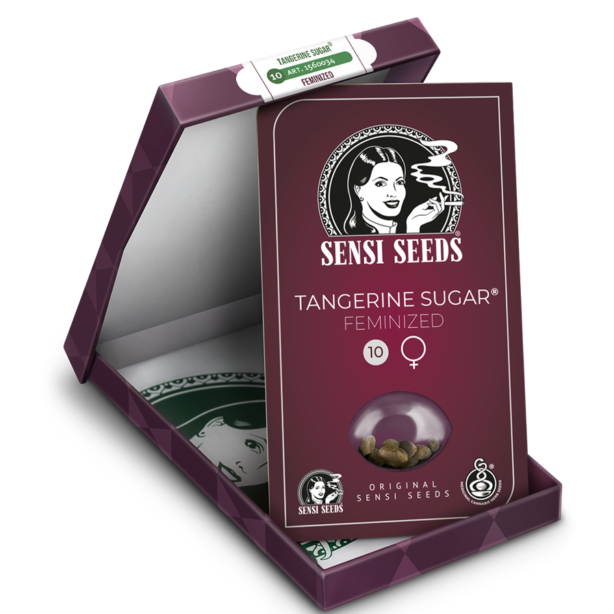 Tangerine Sugar Fem