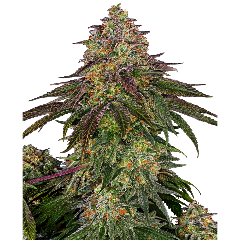 Sweet Cherry Kush Fem