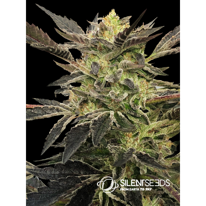 Pink Sunset Auto