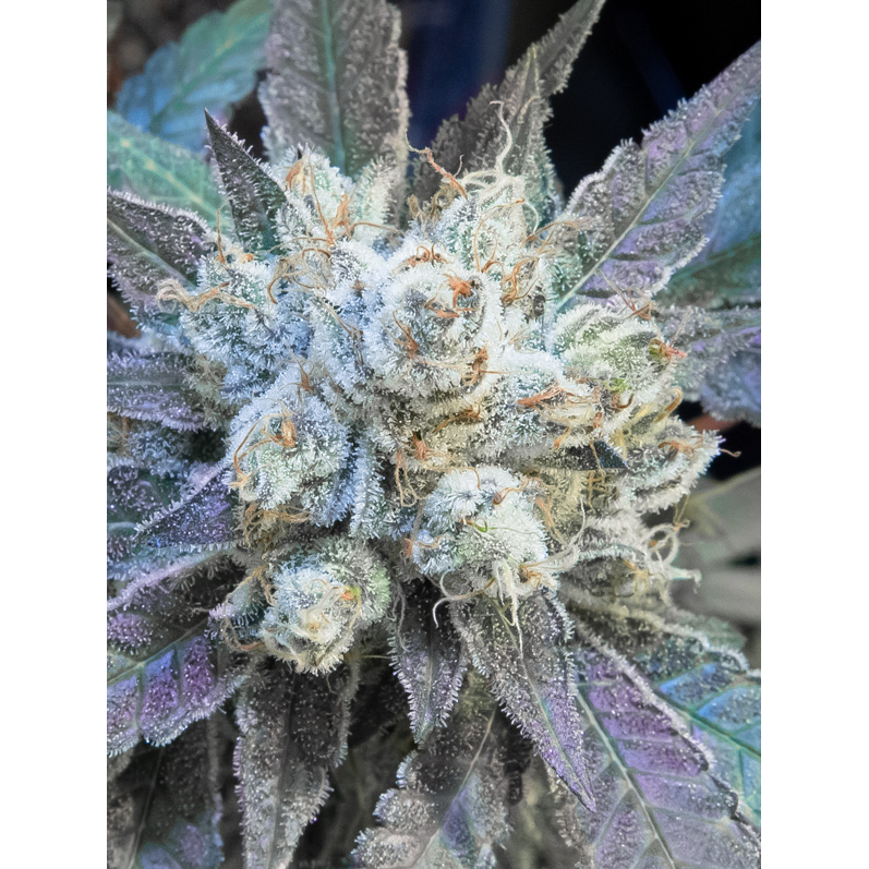 #9 Pound Hammer Fast Fem