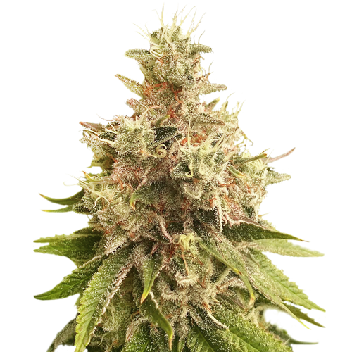 Golden Apple Haze Reg