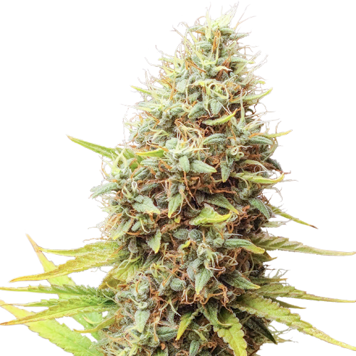 Sour Tangie Dawg Reg