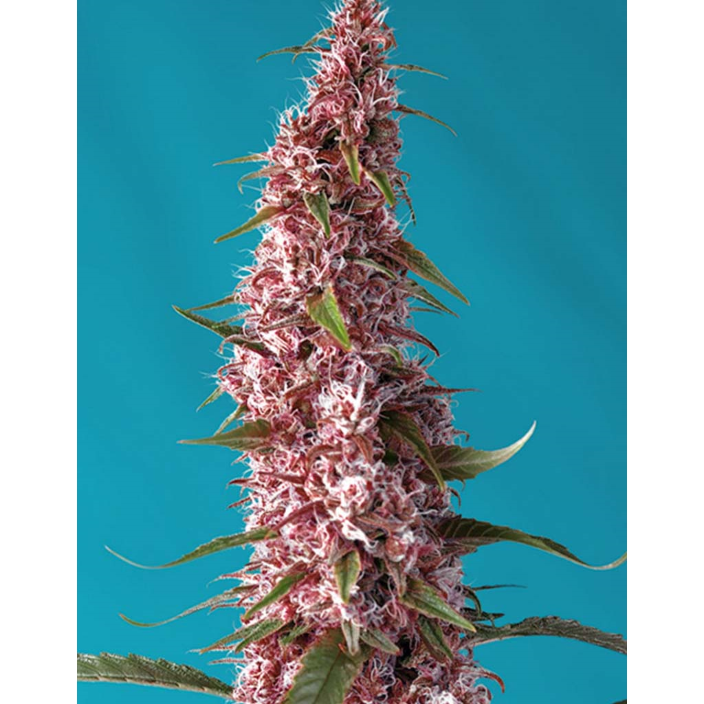 Auto Red Pure CBD