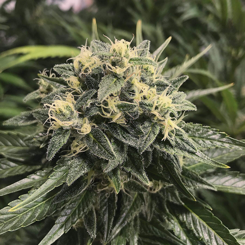Sour Diesel