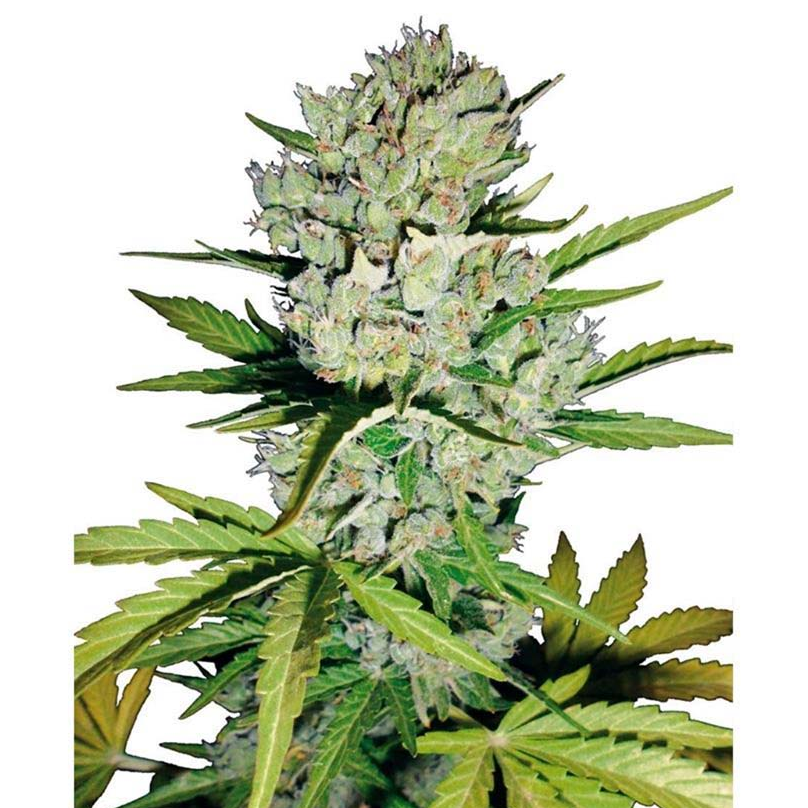 Super Skunk Auto
