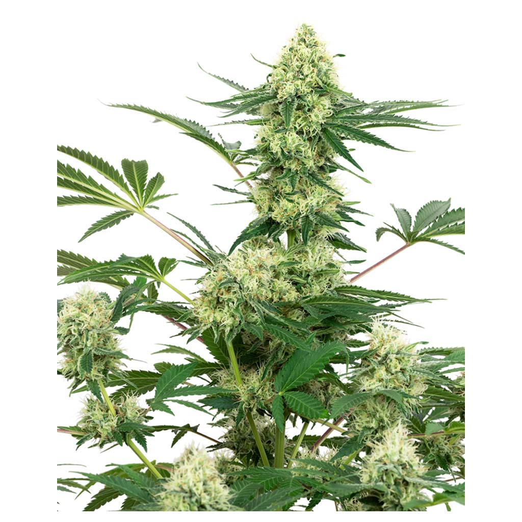 Wedding Cheesecake Fem