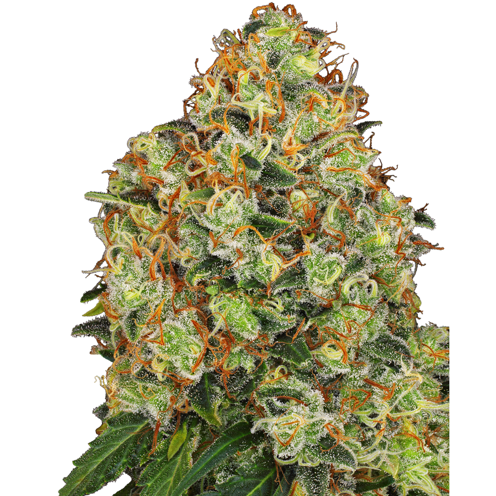 Sweet Tangerine Tango Auto