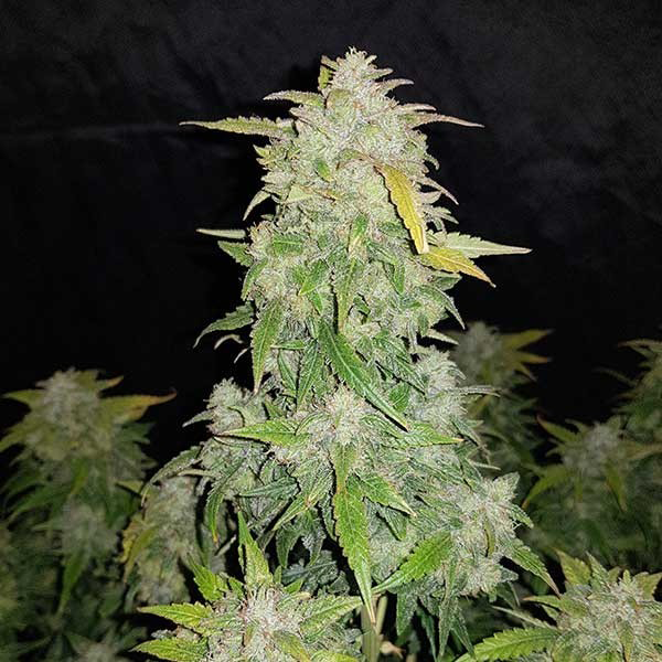 Amnesia Auto