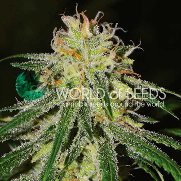 Amnesia Early Harvest Fem