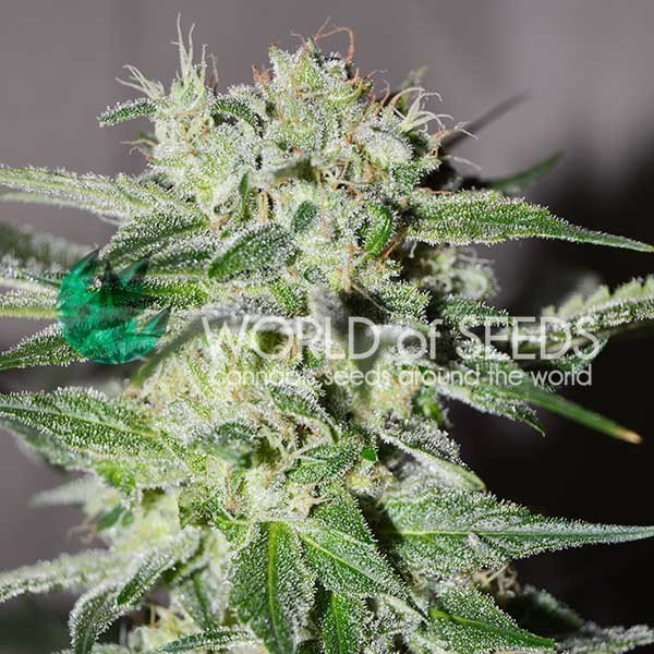 Pakistan Valley Early Harvest Fem