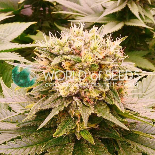 Harlequeen THC Free Fem