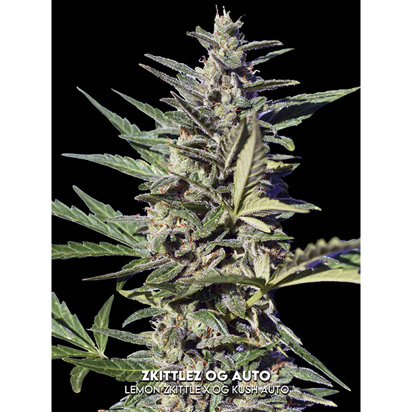 Zkittlez OG Auto